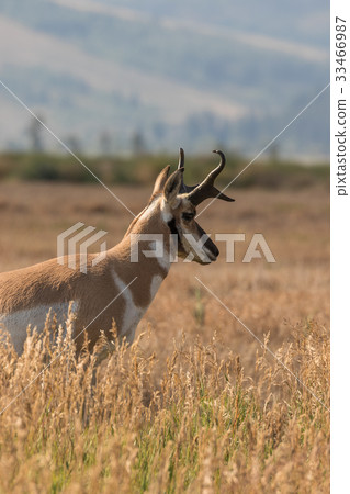 Pronghorn Antelope buck 33466987