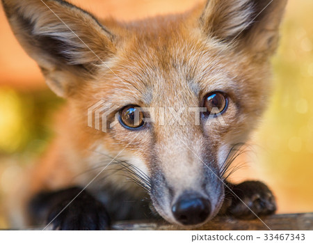 Kit Fox Portrait 33467343