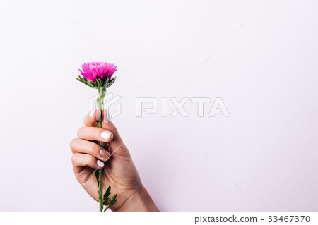 Purple aster flower in a female hand Purple aster flower in a female hand 33467370