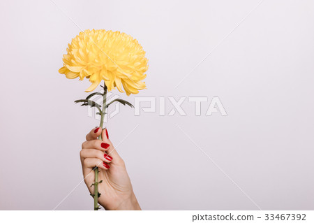 Yellow Chrysanthemum in a female hand Yellow Chrysanthemum in a female hand 33467392