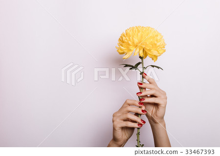 Yellow Chrysanthemum in a female hands Yellow Chrysanthemum in a female hands 33467393