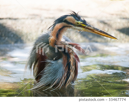 Purple heron in the water - Ardea purpurea 33467774