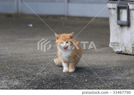 A tea tiger white kitty sits in front of it! face 33467790