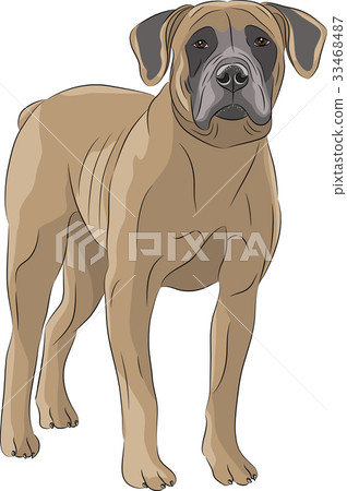 Vector. Dog Boerboel. Vector. Dog Boerboel. 33468487