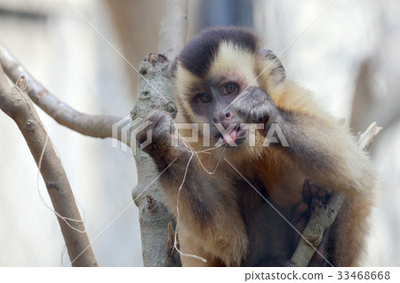 Tufted capuchin monkey Tufted capuchin monkey 33468668