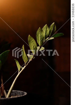 branch with leaves in pot. Concept Of New Life. branch with leaves in pot. Concept Of New Life. 33468836