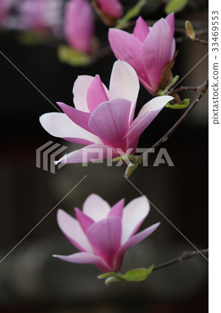 Magnolia flowers 33469553