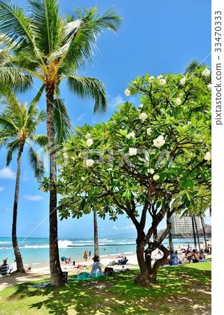 夏威夷的假期 33470333