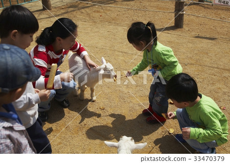 Goat, children 33470379