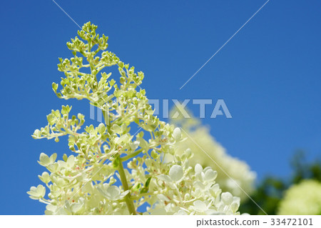 Refreshing light in the blue sky 33472101