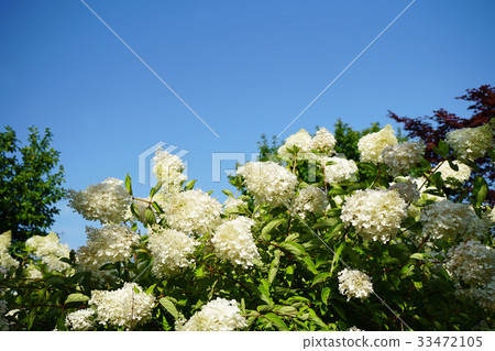 Refreshing light in the blue sky 33472105