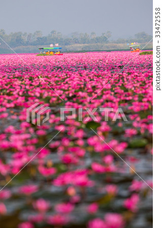 [泰國]紅蓮花海（烏隆他尼）的Turave Adene的絕妙景色 33472558