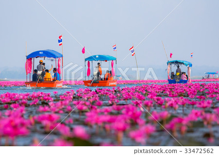 [Thailand] A superb view of Turave Adene, the sea of red lotus (Udon Thani) 33472562