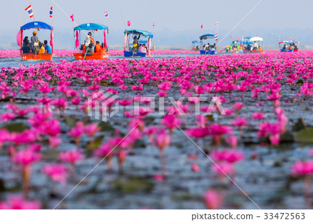 [Thailand] A superb view of Turave Adene, the sea of red lotus (Udon Thani) 33472563