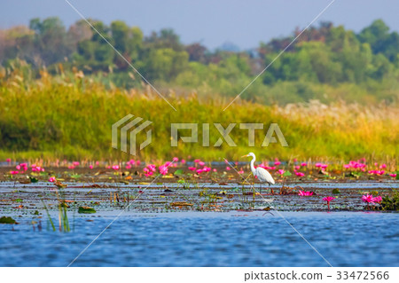 [Thailand] A superb view of Turave Adene, the sea of red lotus (Udon Thani) 33472566
