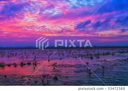 [泰國]紅蓮花海（烏隆他尼）的Turave Adene的絕妙景色 33472568