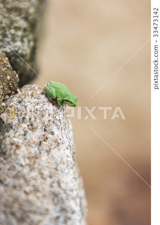 tree frog tree frog 33473142