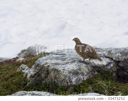 Summer grouse female Summer grouse female 33473252