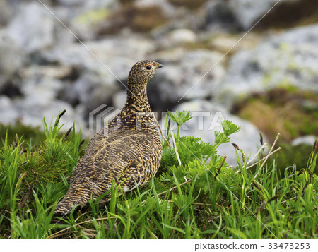 Summer grouse female Summer grouse female 33473253