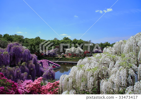 Ashikaga is a flower park Oto 33473417