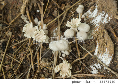 A group of poisonous mushrooms in the forest. 33473540