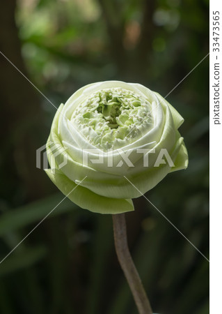 Decorative white lotus flower in thai style. Decorative white lotus flower in thai style. 33473565