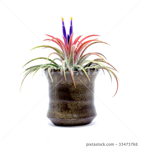 Tillandsia with violet flower. 33473768