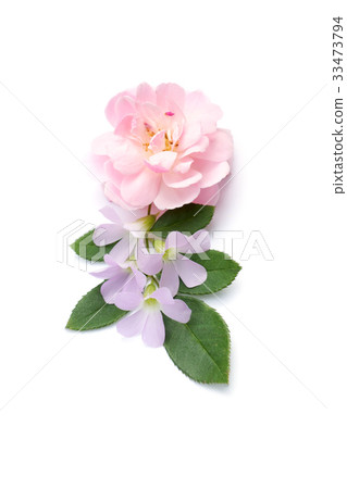 The bouquet of pink fairy rose flower  33473794