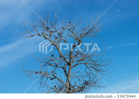 Birds on dried twigs with blue sky. 33473944