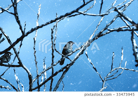 Birds on dried twigs with blue sky in the winter. 33473945