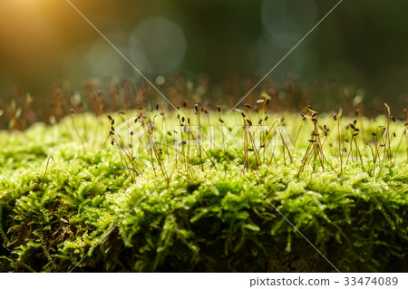 Green moss in the forest. 33474089
