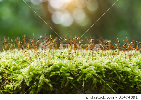 Green moss in the forest. 33474091