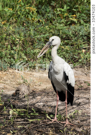 Open-billed stork, Asian openbill on the ground. Open-billed stork, Asian openbill on the ground. 33474103