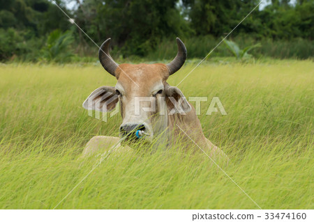 Close up a cow in the grassland. 33474160