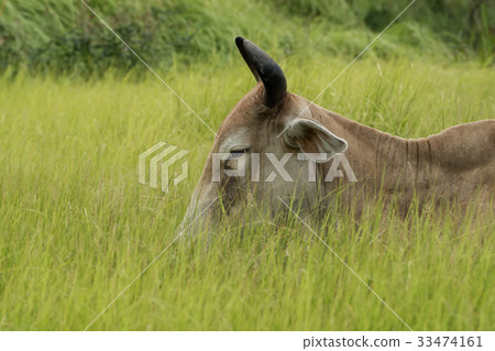 Close up a cow sleeping in the yellow grassland. 33474161