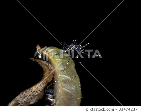 Close-up of a mosquito are spawning on dark water. Close-up of a mosquito are spawning on dark water. 33474237