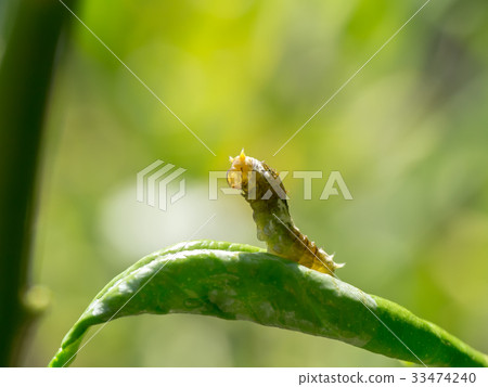 The worm is about to pupate The worm is about to pupate 33474240