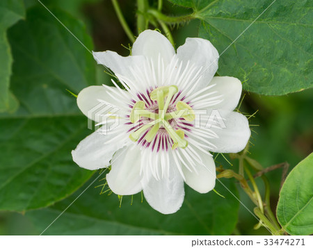 Fetid passionflower or Scarletfruit passionflower. Fetid passionflower or Scarletfruit passionflower. 33474271