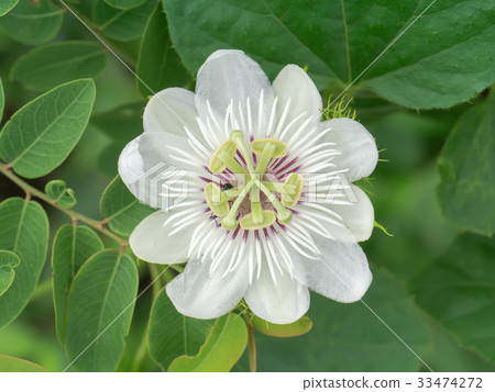 Fetid passionflower or Scarletfruit passionflower. 33474272