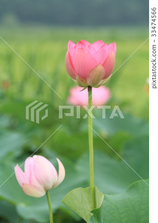一朵蓮花 33474566