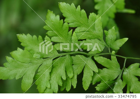 Nature plants Canixa, fertile sheep tooth. There are nutrient leaves and spore leaves in the leaves, and this is a typical nutrient leaf 33474795