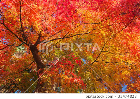 Shining oak tree Shining oak tree 33474828
