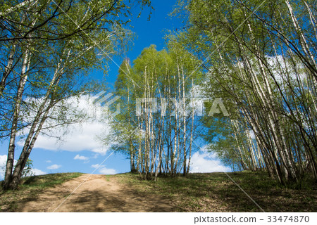 Beautiful colorful green summer landscape Beautiful colorful green summer landscape 33474870