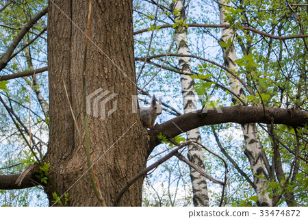 Squirrel on the tree at the city forest park 33474872