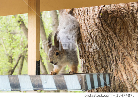 Squirrel and a feeder at the city forest park 33474873