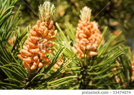 A green natural background of a branch of pine A green natural background of a branch of pine 33474874
