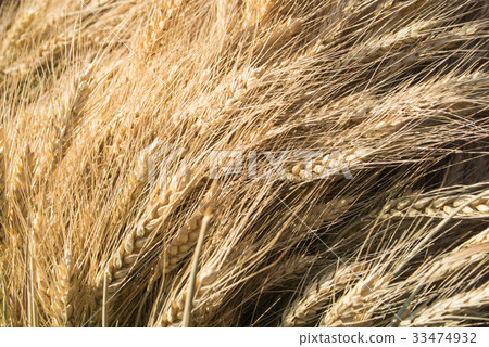 Background of close-up macro golden wheat ears Background of close-up macro golden wheat ears 33474932