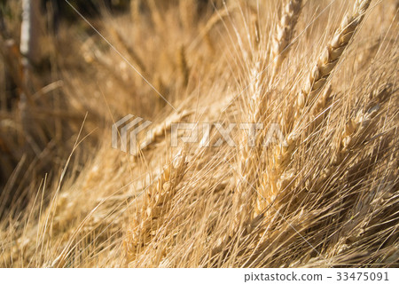 Background of close-up macro golden wheat ears 33475091