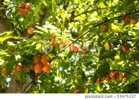 Fresh ripe orange cherry-plums hanging Fresh ripe orange cherry-plums hanging 33475137