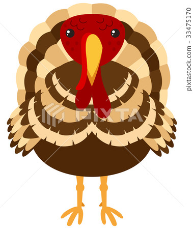 Wild turkey on white background Wild turkey on white background 33475170